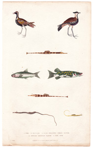 1. Pike  2. Pilchard  3. Black-breasted Indian Plover  4. Spotted American Plover  5. Pipe Fish 